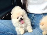 Ayıcık Surat Boo Pomeranian Yavrular