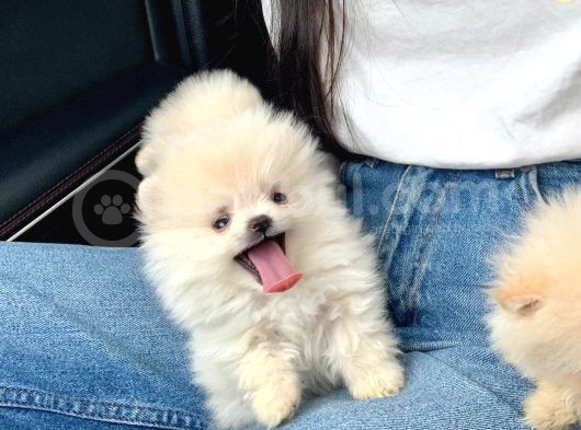 Ayıcık Surat Boo Pomeranian Yavrular