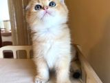 Scottish Fold Golden Bebekler