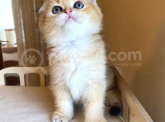 Scottish Fold Golden Bebekler görsel