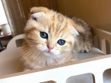 Scottish Fold Golden Bebekler