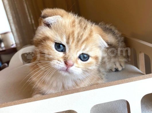 Scottish Fold Golden Bebekler görsel