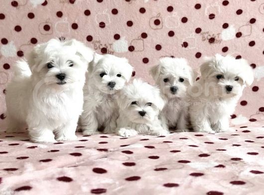 Maltese Mini Boy Yavrular