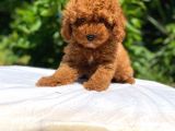 Safkan Toy Poodle Yavrularımız