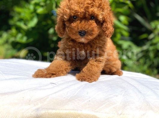 Safkan Toy Poodle Yavrularımız görsel