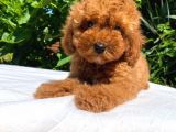 Safkan Toy Poodle Yavrularımız