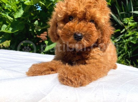 Safkan Toy Poodle Yavrularımız görsel