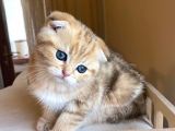 Scottish Fold Golden Bebekler