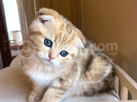 Scottish Fold Golden Bebekler görsel