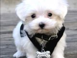 Maltese Mini Boy Bebekler