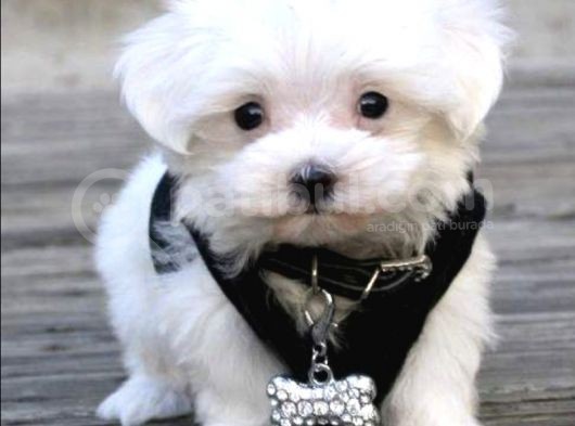 Maltese Mini Boy Bebekler