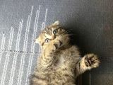 11 Ağustos Doğumlu Scottish Fold Golden Black Cinsi Dişi