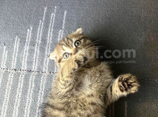 11 Ağustos Doğumlu Scottish Fold Golden Black Cinsi Dişi görsel
