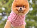 Safkan Pomeranian Show Class Boo