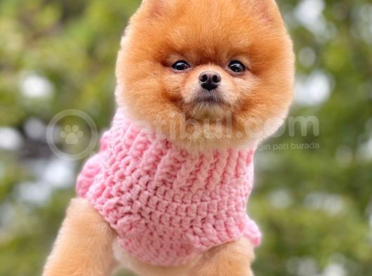 Safkan Pomeranian Show Class Boo