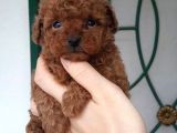 Safkan Toy Poodle Yavrularımız