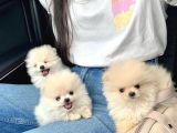 Ayıcık Surat Boo Pomeranian Yavrular