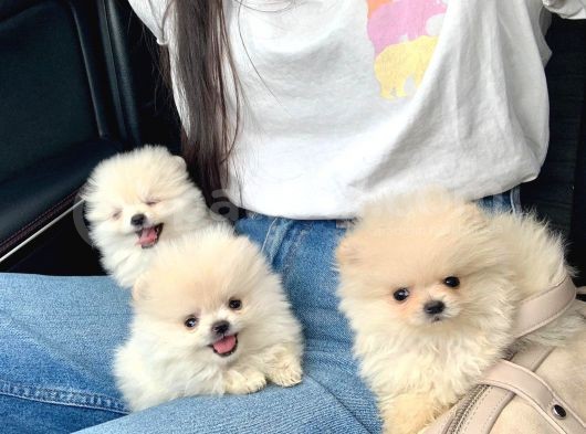 Ayıcık Surat Boo Pomeranian Yavrular görsel