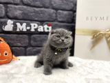 Tedy Bear Scottish Fold Blue