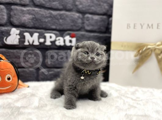 Tedy Bear Scottish Fold Blue
