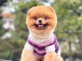Safkan Pomeranian Show Class Boo