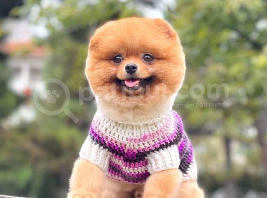 Safkan Pomeranian Show Class Boo görsel