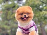 Safkan Pomeranian Show Class Boo