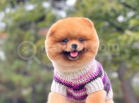 Safkan Pomeranian Show Class Boo görsel