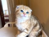 Scottish Fold Golden Bebekler