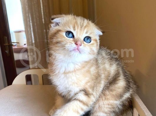 Scottish Fold Golden Bebekler görsel