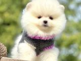 Ayı Surat Sevimli Boo Pomeranian Yavrular
