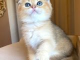 Scottish fold Golden Bebekler