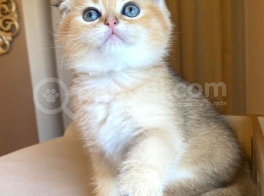 Scottish Fold Golden Bebekler