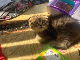 11 Ağustos Doğumlu Scottish Fold Golden Black Cinsi Dişi