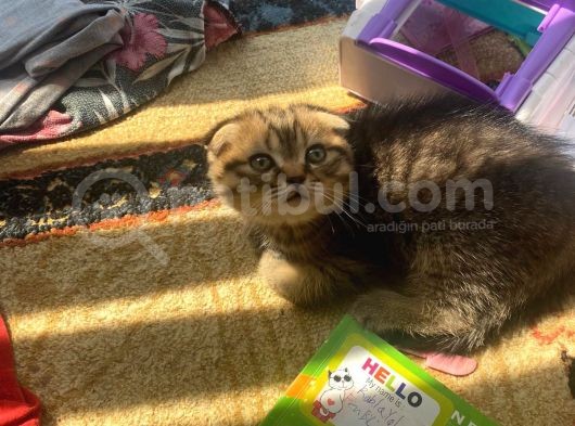 11 Ağustos Doğumlu Scottish Fold Golden Black Cinsi Dişi görsel