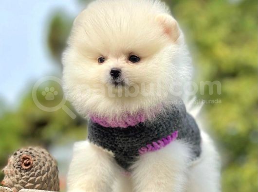 Ayı Surat Sevimli Boo Pomeranian Yavrular görsel