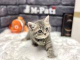 Baby Face Surat Yapisina Sahi̇p Bri̇ti̇sh Shorthai̇r