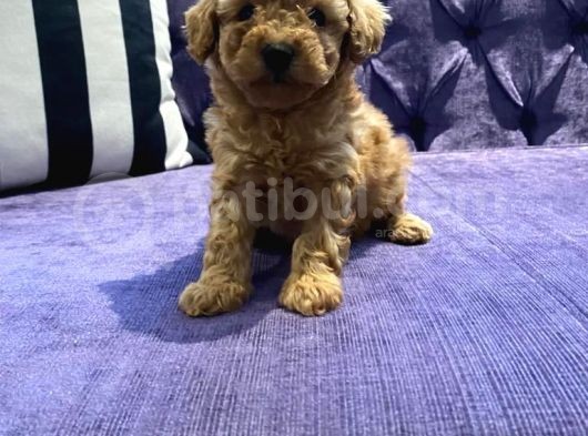 Safkan Toy Poodle Yavrularımız görsel