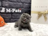 Tedy Bear Scottish Fold Blue