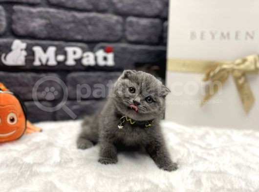 Tedy Bear Scottish Fold Blue görsel