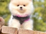 Ayı Surat Sevimli Boo Pomeranian Yavrular