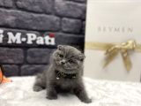 Tedy Bear Scottish Fold Blue