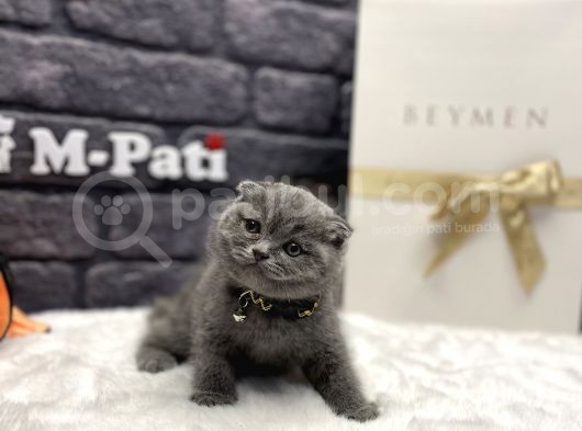 Tedy Bear Scottish Fold Blue görsel