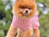 Safkan Pomeranian Show Class Boo