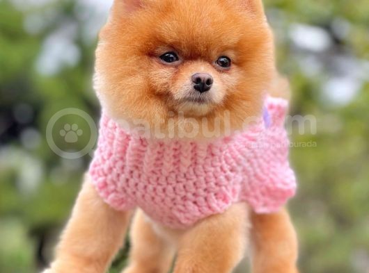 Safkan Pomeranian Show Class Boo görsel