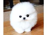 Ayı Surat Pomeranian Boo Yavrularımız