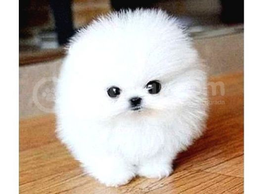Ayı Surat Pomeranian Boo Yavrularımız görsel