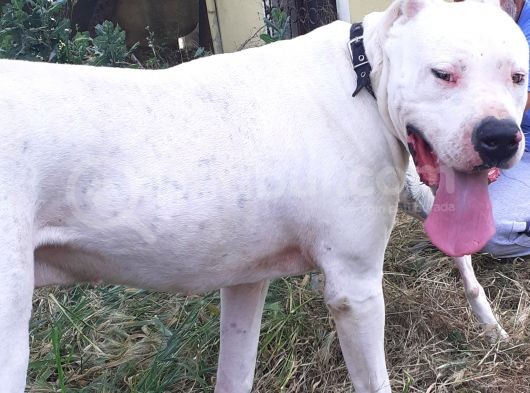 Safkan Orjinal Dogo Argentino Yavrular görsel