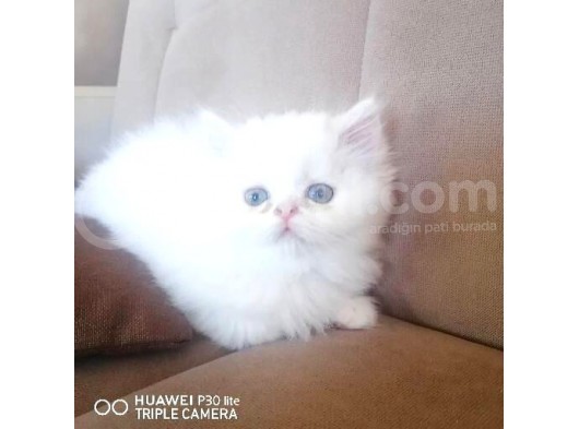58 Günlük Saf Kan İran Persian Lar görsel