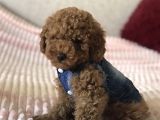 Red Toy Poodle Yavrular